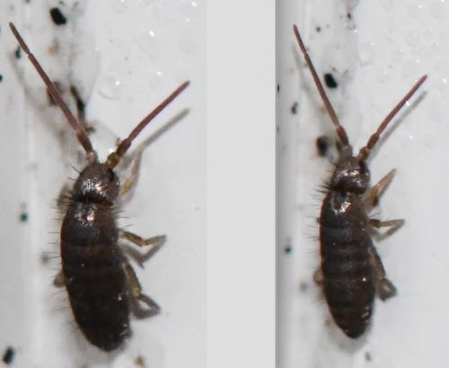 Tomocerus minor